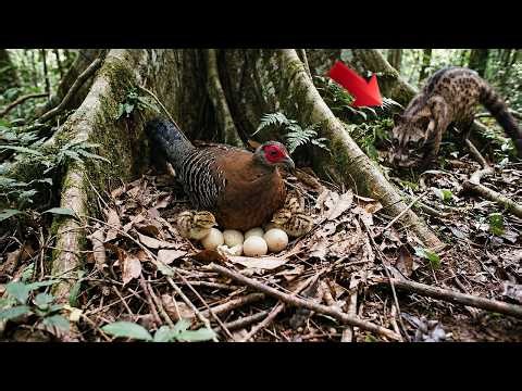 Siamese Fireback: 125 Days From Egg To Survivor