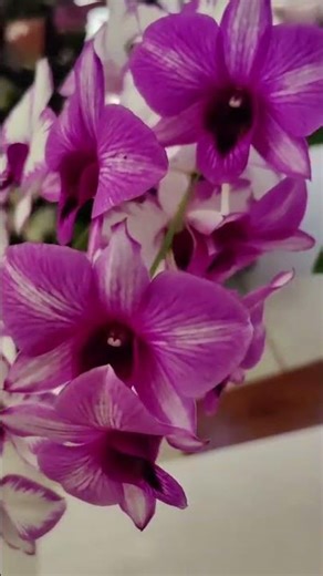 Dendrobium Orchids 🌸 | Stunning Varieties & Easy Care Guide for Beginners #orchid #ytshorts #yt