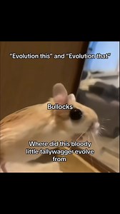 Egyptian jerboa, kangaroo rat, jerboa funny . The jerboa is a fascinating, highly specialized desert rodent famous for its miniature kangaroo-like appearance, oversized hind legs, and remarkable hopping ability. Found throughout the arid and semi-arid regions of North Africa, the Middle East, and Central Asia, these tiny creatures are perfectly adapted to survive in some of the world's most extreme environments.Physical Adaptations for Desert SurvivalAt first glance, a jerboa looks like a mishma