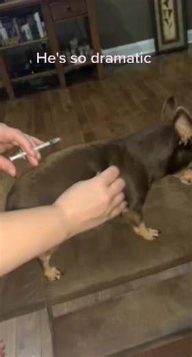 Managing Diabetes in Dogs: A Guide to Insulin Injections