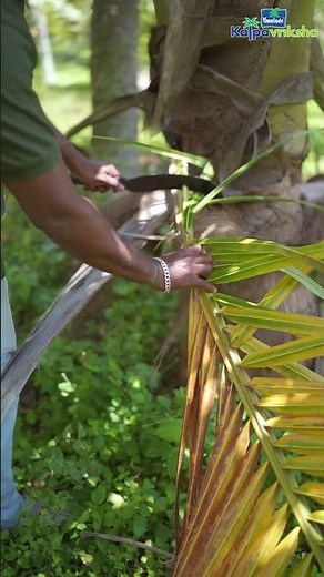Pruning benefits moringa trees but harms coconut trees