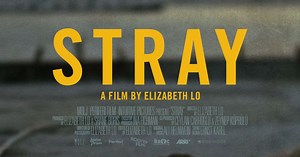 "Stray" Trailer: Watch As Dogs Wander Around Istanbul