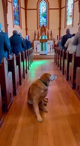 7.3M views · 221K reactions | Dog's Serene Church Presence A dog lies peacefully in the church aisle during service. #fblifestyle #AI Generated using Kling AI . . . (For entertainment purposes only. Consult professionals if guidance on activities is presented. No brand affiliation is implied if any are shown. If inspired by true events, creative adaptations may be included. Content may include public footage.) | Fabiosa UK | Facebook