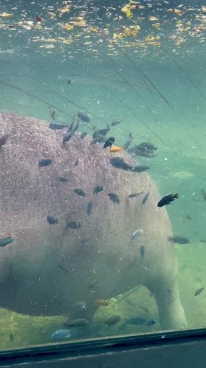 Timothy the Hippo's Relaxing Spa Day
