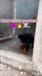 😱🔥💥Rottweiler transform👹👌🌿 #vira#love l#hindi #music #funny #funny #angry#love