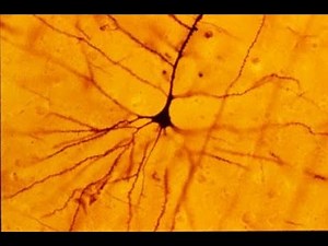 Golgi's Method