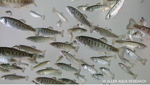 Aquaculture Testing Focuses on Performance and Sustainability