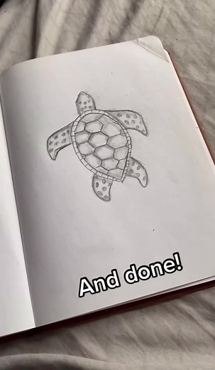Learn How to Draw a Sea Turtle