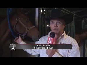 Horse breed 101 - The Thoroughbred