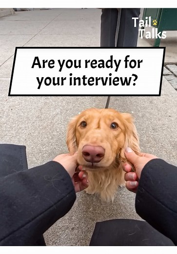 We met three incredible pups in the city! @Suzy Welch introduced us to her two German shepherds and her dachshund named Pierre! Watch their interview in our next video! #dachshund #germanshepherd #dogs #dogsoftiktok #streetinterview