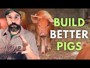 Breeding Better Pigs: What Farmers Get Wrong