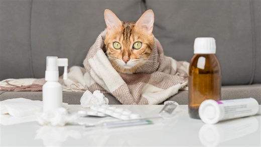 You Can’t Catch “Cat Flu”, But You Might Still Be Able To Catch Flu From Your Cat