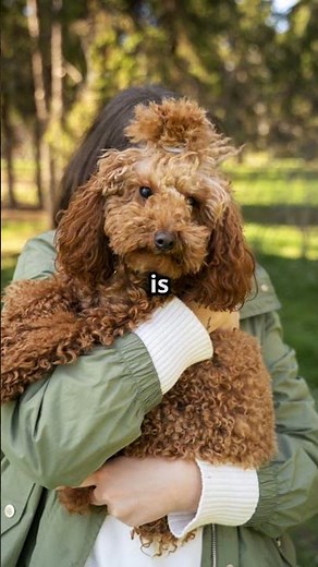 Adopt Your Perfect Puppy on PuppySpot! 2025