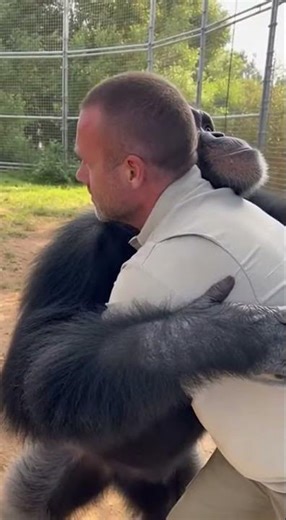 Chimp's Emotional Hug with Caregiver #ReunionMoments #ChimpanzeeLove #HeartfeltEncounter