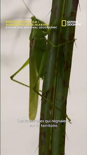 Des sauterelles se brûlent en mangeant des fourmis de feu