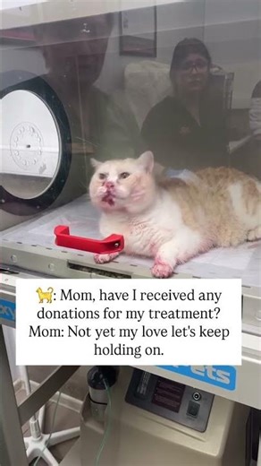 I am calling for your help. Please help me save Ela's life. Donate through the link in the bio. #cat