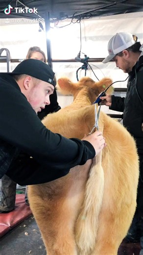 #farmlife #fypシ #HolidayBeat #showtime #farmsanctuary #showsteers #steer