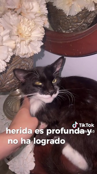 Ayúdame a difundir por favor 🐾.. Tom aproximadamente tiene su herida hace muchos meses lo he llevado al veterinario y incluso tuvo una cirugía menor en su patita para mejorarlo, pero lamentablemente su piel no ha regenerado como se esperaba y no puedo costear su tratamiento veterinario completo, en mi casa somos muchos y no tengo en donde tenerlo aislado donde el se pueda recuperar, si eres veterinario por favor ayúdame o si puedes adoptarlo para darle una mejor vida podrías contactarme… aunque