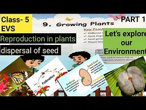 Growing plants/class 5 EVS/ APS # Let's explore our Environment full explanation in hindi #aps part1
