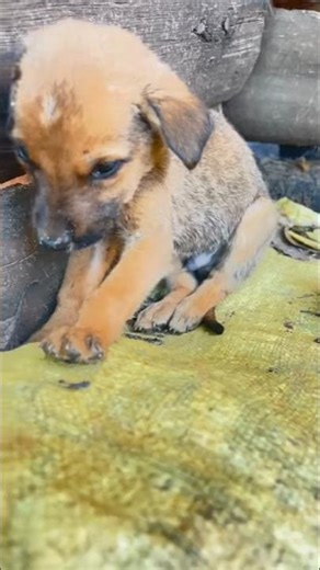 मासूम पप्पी की आँखों में छुपा प्यार 💔❤️ इमोशनल मोमेंट#pluto#street dog pluto#cute