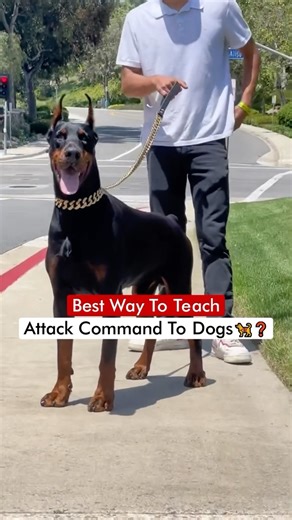 Best Way To Teach Attack Command To Dogs🦮❓ | Dogs Your Friends Forever