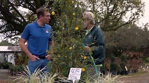 FLORIDA FREEZE: Should you cover your plants against the cold? Here’s how to do it properly -- and when to do it