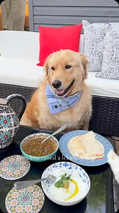 😉🇱🇧 📸 @jjessou #lebanon🇱🇧 #liban #lebanesefood #dogslover #dogstyle #dogphoto | Live Love Beirut