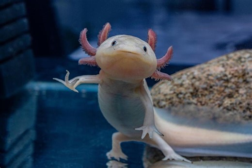 Girl, 10, finds one of world’s rarest amphibians under bridge in Wales - NewsBreak