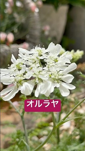 【ガーデニング】オルラヤの白と緑