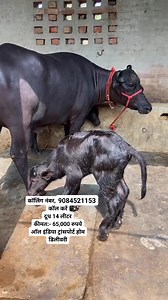 12K reactions · 179 shares | कॉलिंग नंबर,9084521153मुझे कॉल करें दूध 14 लीटर कीमत:- 65000 रुपये ऑल इंडिया ट्रांसपोर्ट होम डिलीवरी | Dairy Farm | Facebook