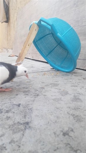 I catch birds every day with this method. The simplest bird trap. #pigeon