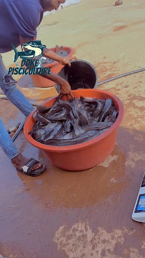 formation sur pisciculture pisciculture hors sol pisciculturecameroun oxygenateur de pisciculture a vendre a ... pisciculture dans les fut pisciculture truite pisciculture guinee conakry ferme d'élevage #DokePisciculture #pisciculturemali🇲🇱 #piscicultura #cotedivoire🇨🇮