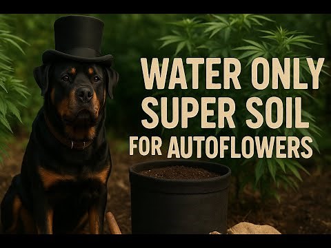 Lazy Grower's Guide to Supersoil for Autoflowers