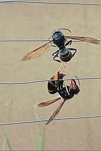 You've Never Seen an Asian Hornet Do This Before #asianhornet #curiosities #nature