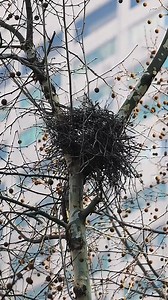 An Australian bird is building a cage | Ruang Jelajah