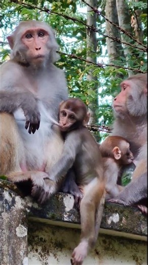 Beautiful Motherhood! Two mother monkeys are sitting together, nursing their babies 51🐒❤️.