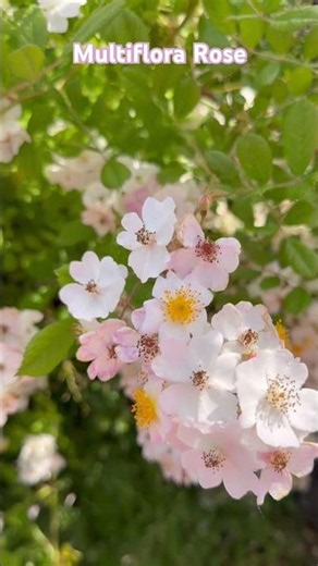Multiflora Rosa #begoodbecool #garden