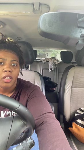 Goose the Labrador (@goosethelabrador)’s videos with original sound - Goose the Labrador