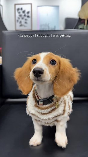 1.8K views · 40 reactions | the puppy I thought I was getting VS the puppy I actually got. we love both versions 懶 #dachshund #dachshundsofinstagram #dachshundpuppy #dogsofinstagram #puppies #puppiesofinstagram | Aliyah Alexandra | Facebook