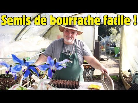 When and how to sow borage? Tips for successful sowing