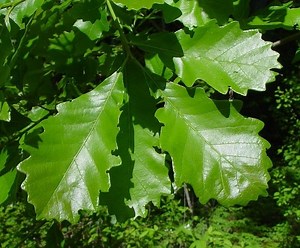 Quercus bicolor - Alchetron, The Free Social Encyclopedia