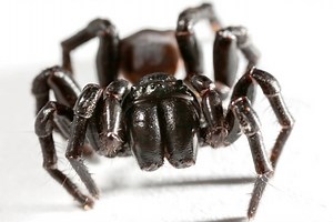 7 Most Dangerous, Poisonous Spiders in the World ( Creepy Videos)