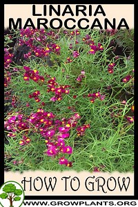 Linaria maroccana - How to grow & care