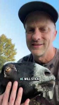 Our animal that gives the best hugs by far is Loki