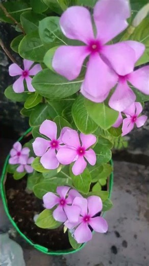 looop loop looop!! sound different #farming #grow #viral #shorts