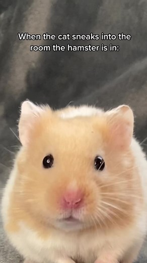Cat and Hamster Funny Moment