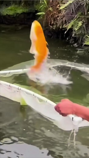I saved fish from a pond being destroyed! #pond #fish #rescue #fishing #bassfishingproductions #exoticfish #aquarium #animals #wildlife #nature #pet