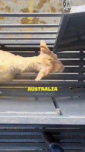 Livestock Ships from Australia� #AnimalTransport #LivestockShipping #SheepFarming #AgricultureTech #GlobalTrade | Agrofy