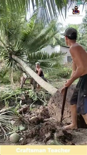 Bringing Down a Giant Palm Tree Using Only Hand Tools #shorts