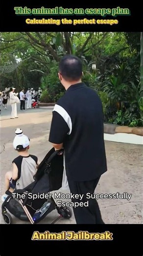 “Animal Escape” Operation Officially Launched #animal #zoo #funnyanimals
